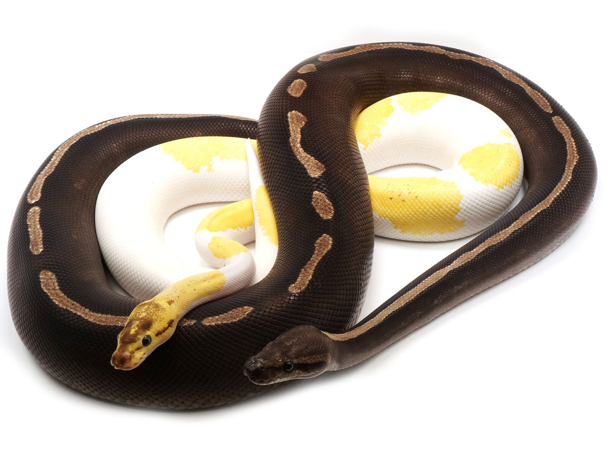 Ball Python Grab Bag (2-5+ genes per animal) – New England Reptile 