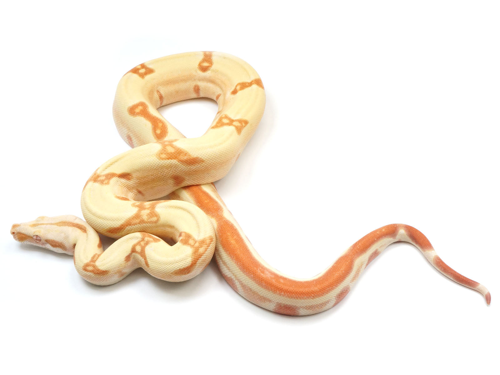 2021 Female S. Sunglow Lipstick Kahl Albino Jungle IMG Boa Constrictor - SMOKING!!-
