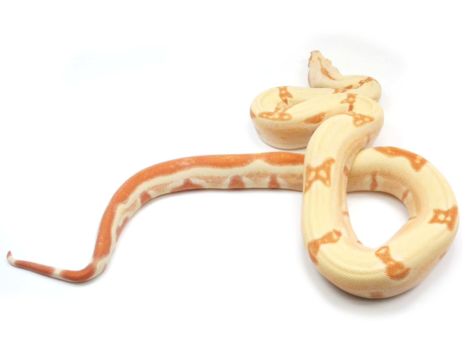 2021 Female S. Sunglow Lipstick Kahl Albino Jungle IMG Boa Constrictor - SMOKING!!-