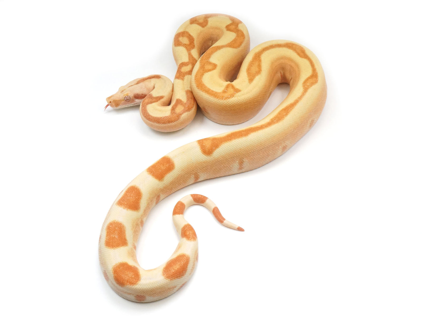 2021 Female Lipstick Sunglow Jungle Boa Constrictor - WOW.