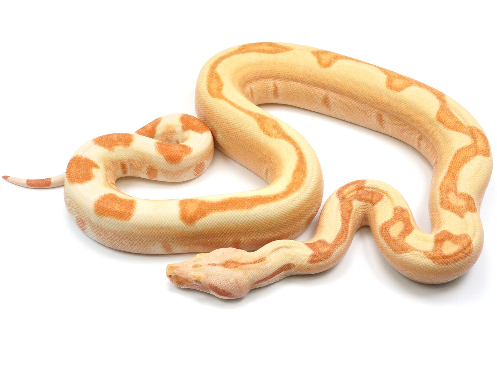 2021 Female Lipstick Sunglow Jungle Boa Constrictor - WOW.