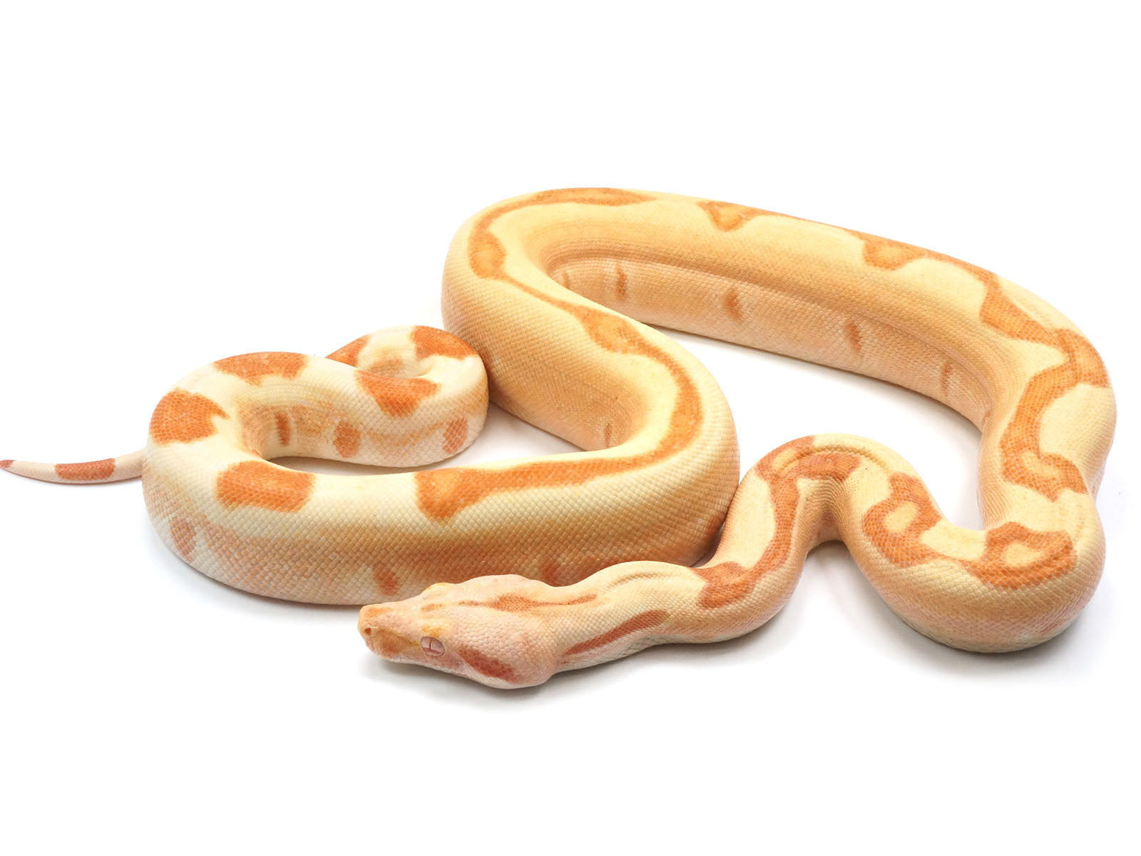 2021 Female Lipstick Sunglow Jungle Boa Constrictor - WOW.
