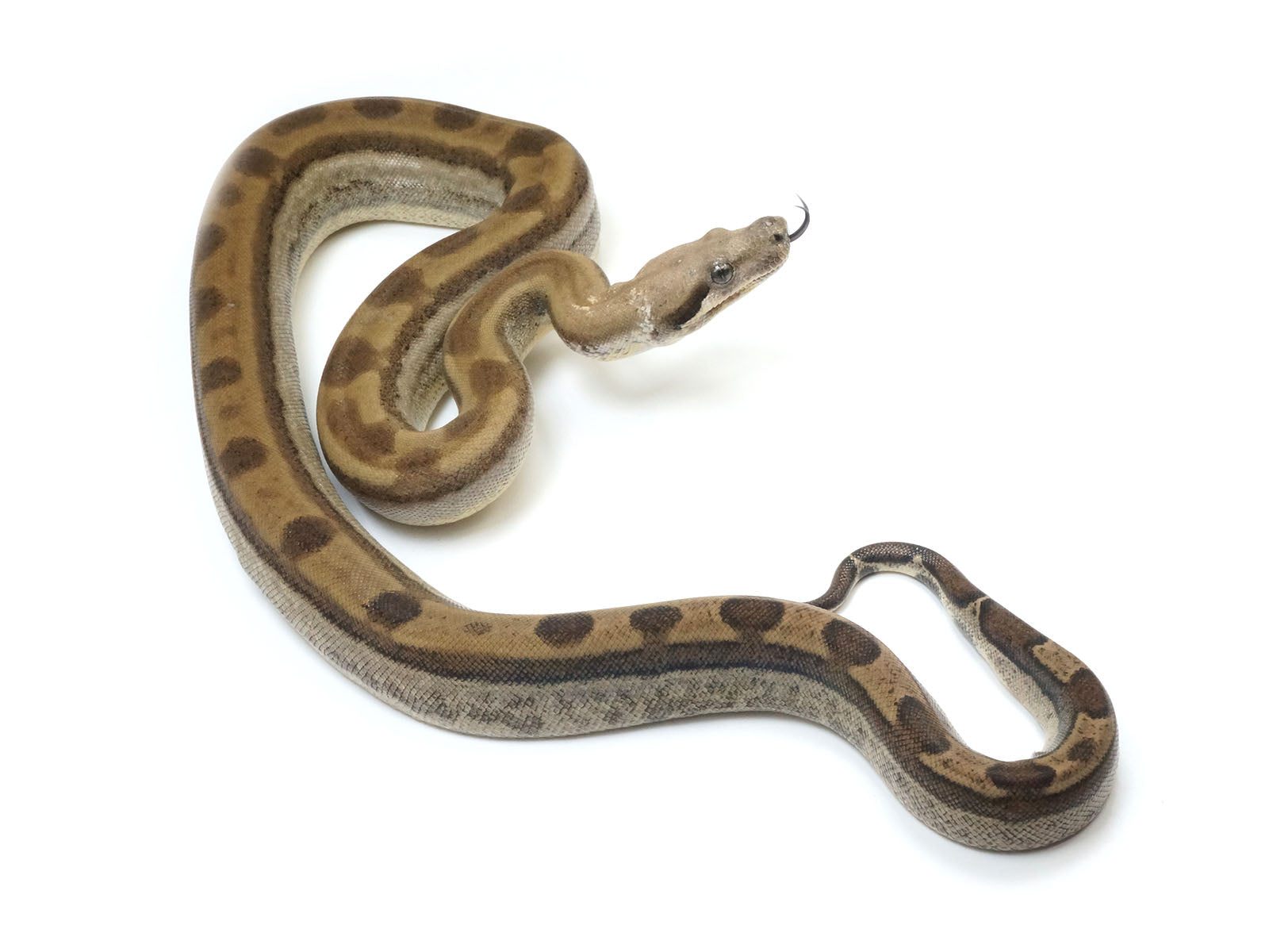 2021 Female Anerythristic Motley Fire Possible Het Khal Albino Boa Constrictor.