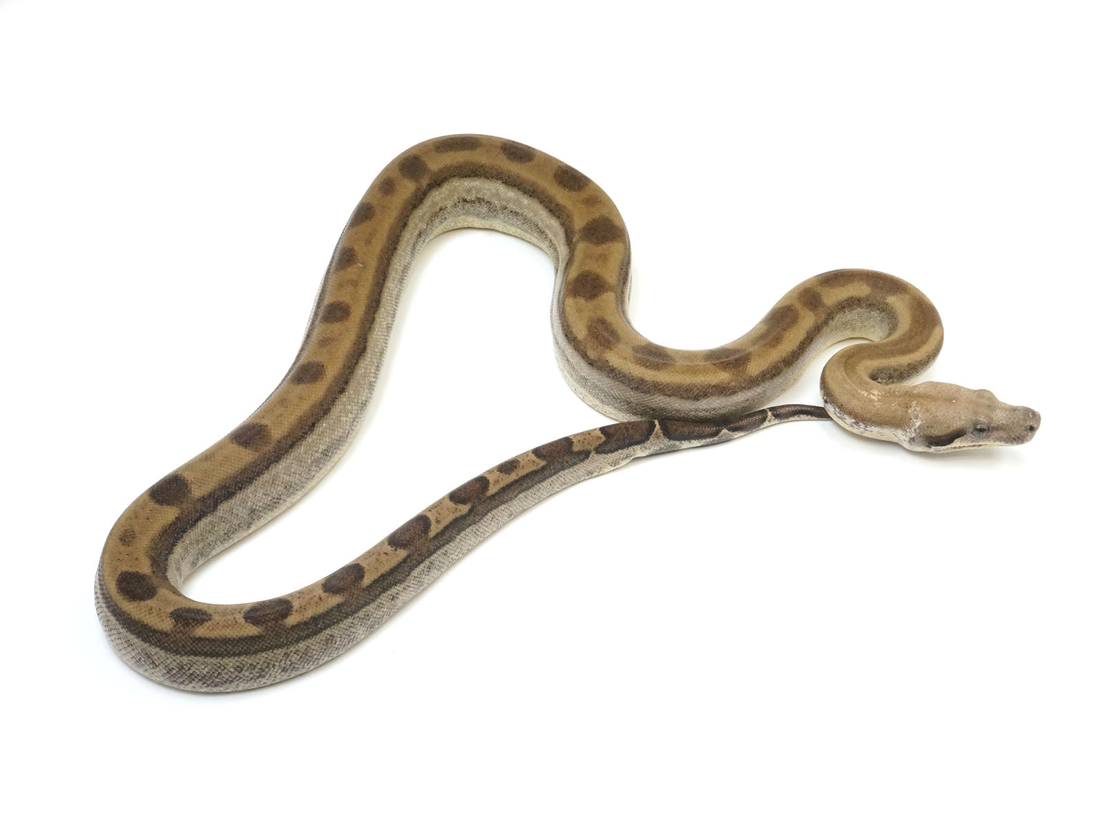 2021 Female Anerythristic Motley Fire Possible Het Khal Albino Boa Constrictor.