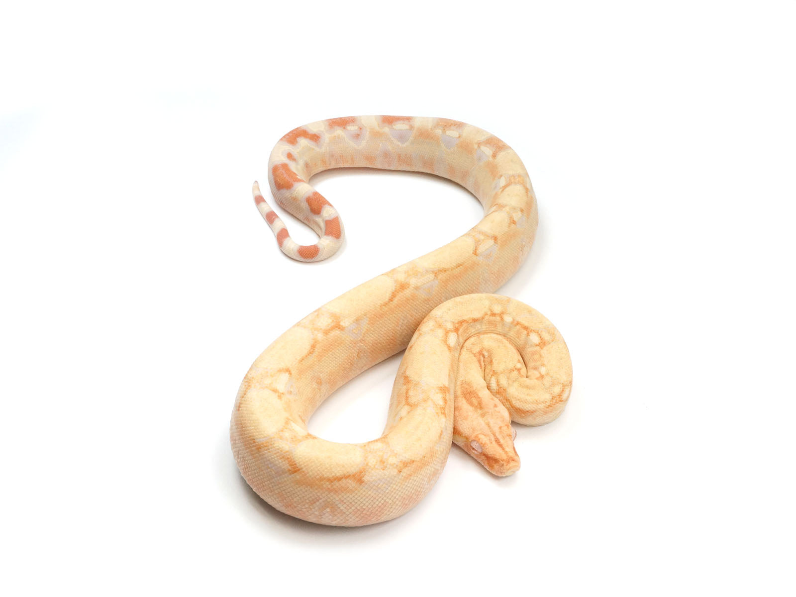 2021 Female Albino IMG Jungle (From Square Tail) Boa Constrictor.
