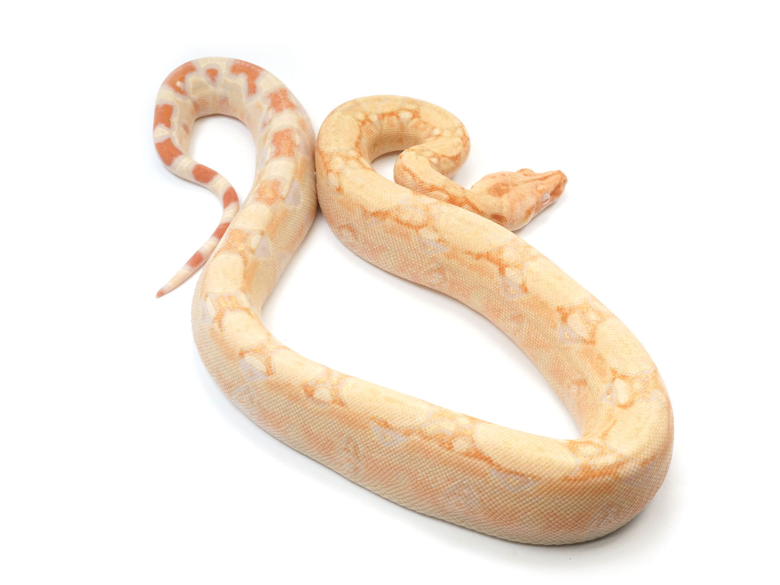 2021 Female Albino IMG Jungle (From Square Tail) Boa Constrictor.
