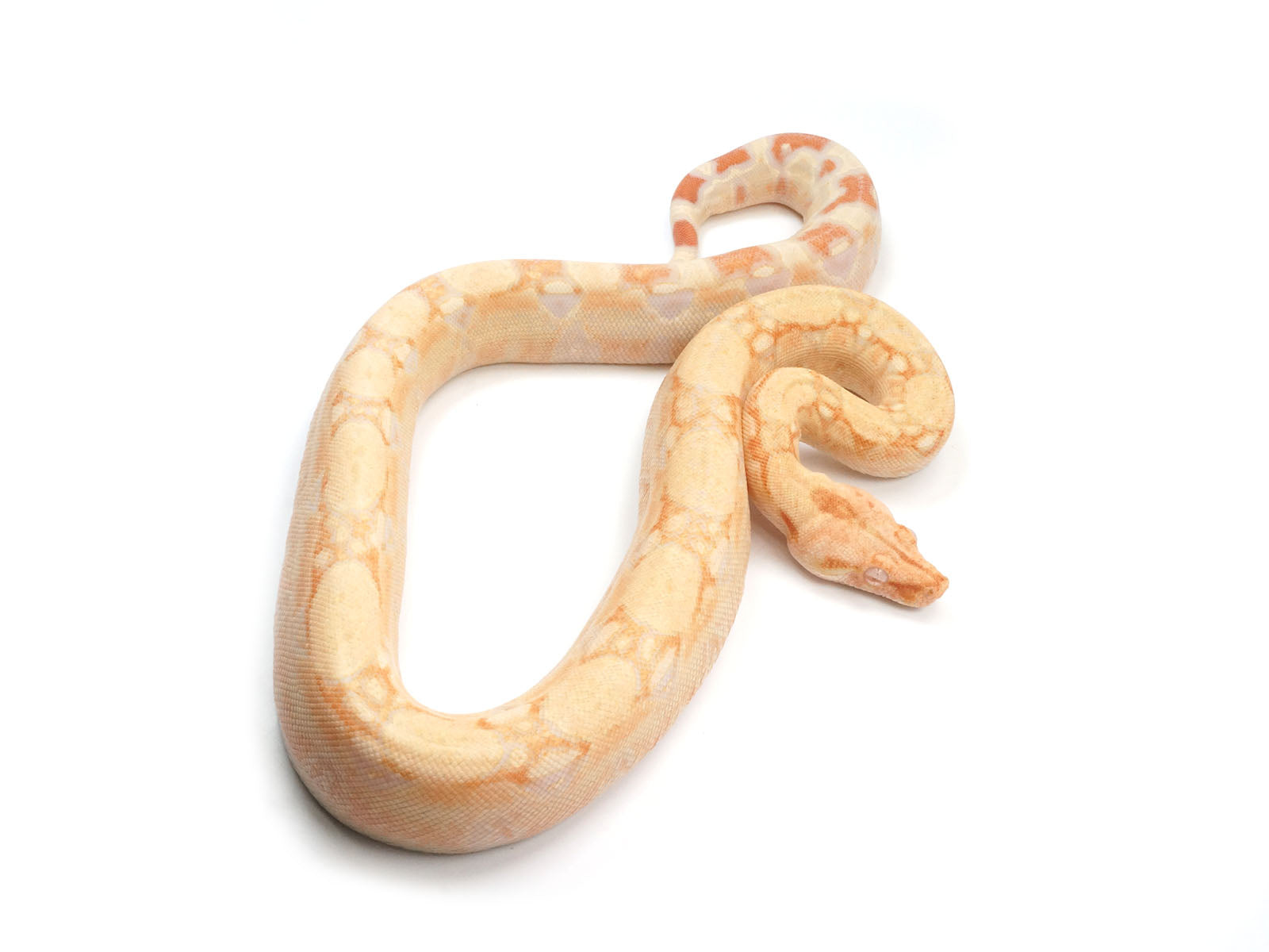 2021 Female Albino IMG Jungle (From Square Tail) Boa Constrictor.