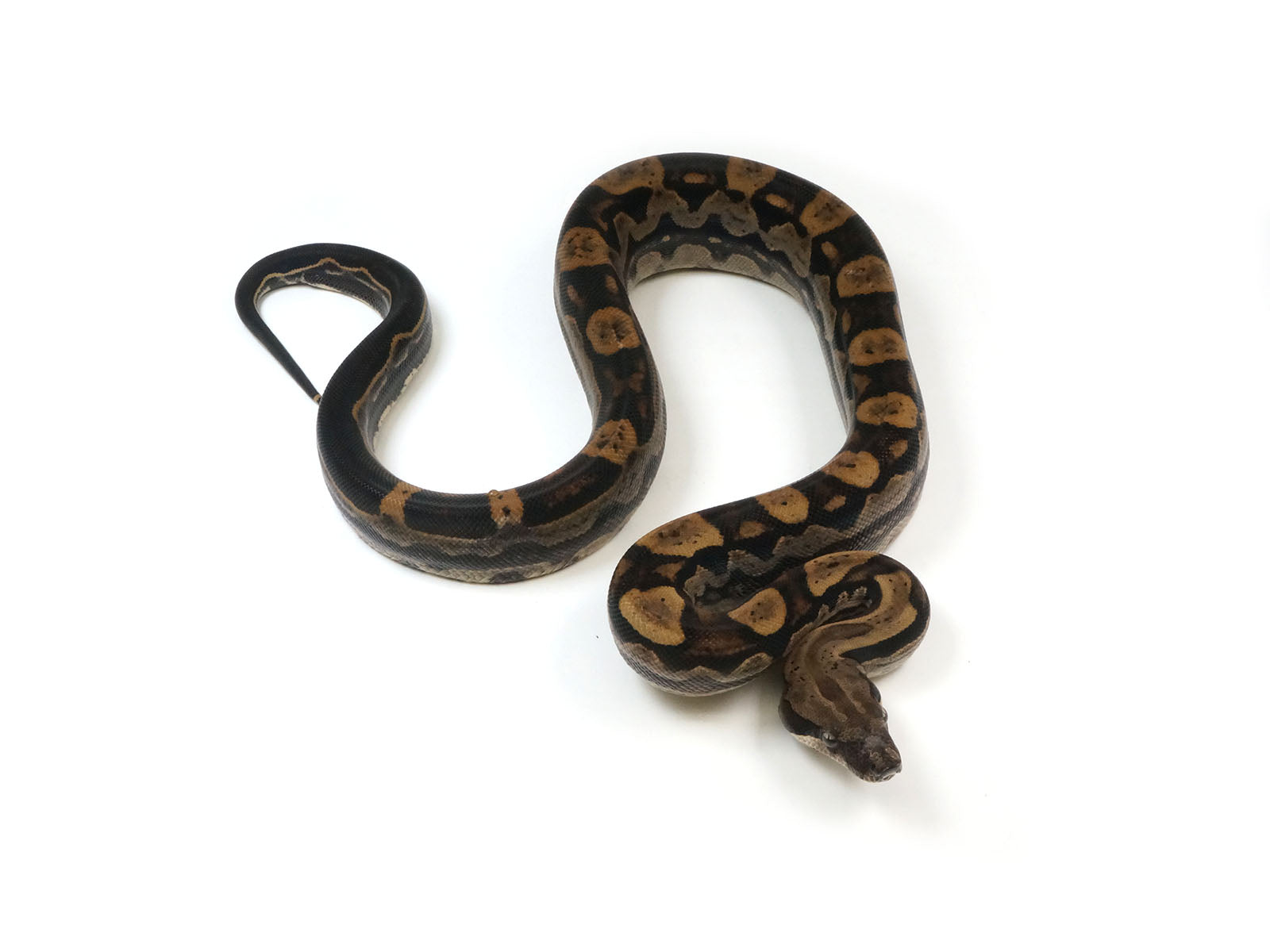 2021 Female Motley Het Burke T+ Boa Constrictor.