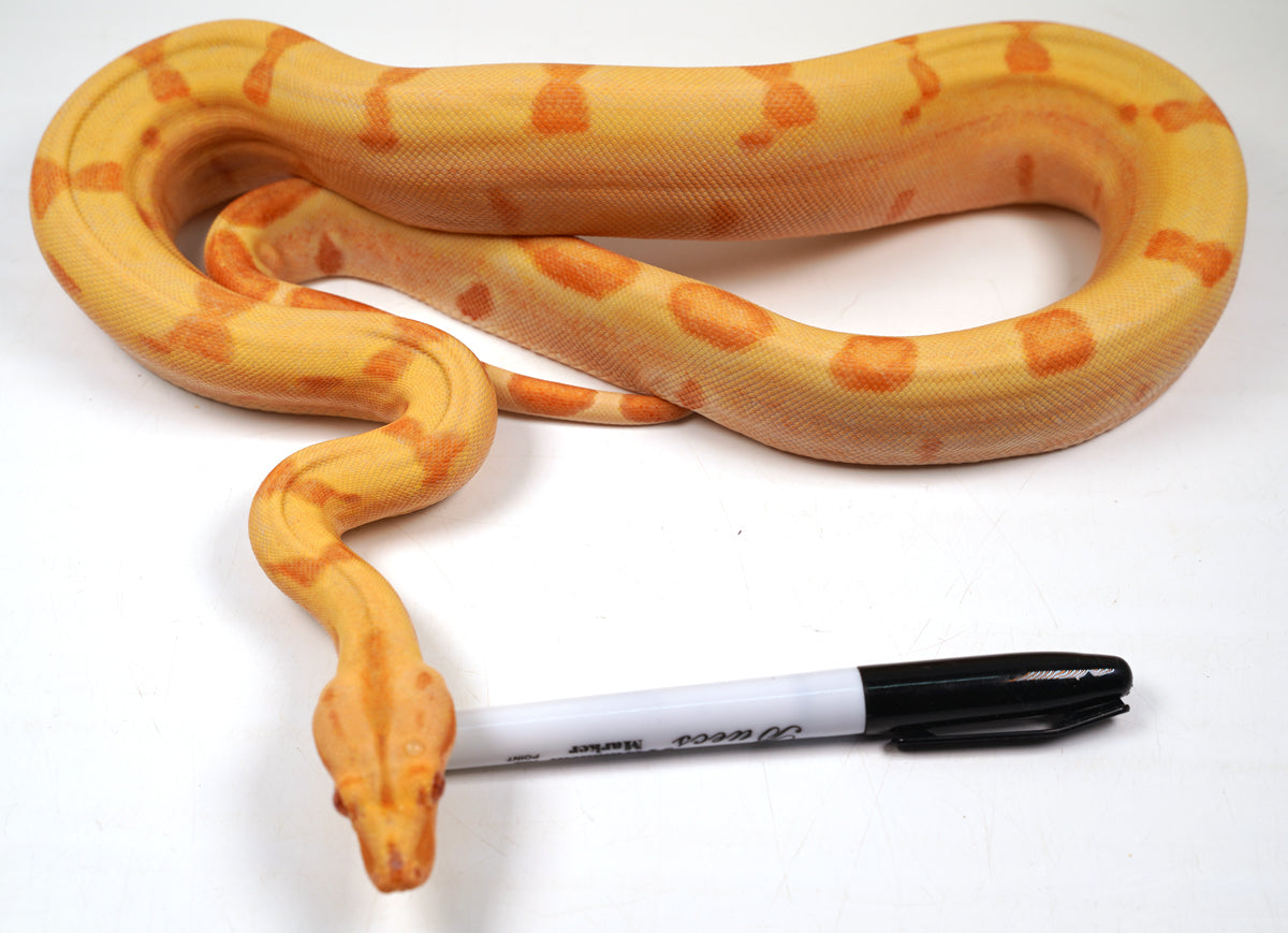 SALE! 21' (Updated) Male Coral Super Sunglow Albino Boa Constrictor.