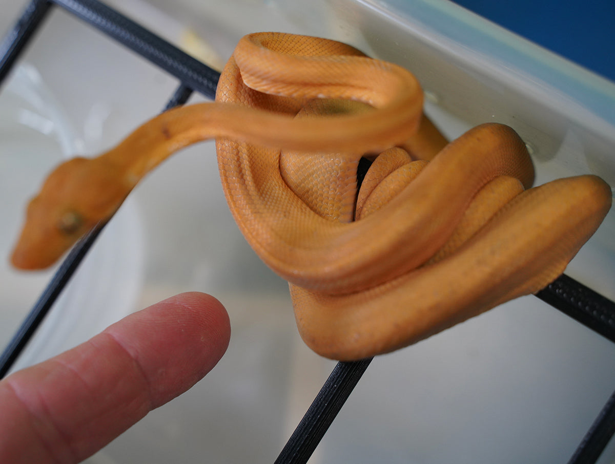 Captive Dropped Male Yellow Patternless Amazon Tree Boa