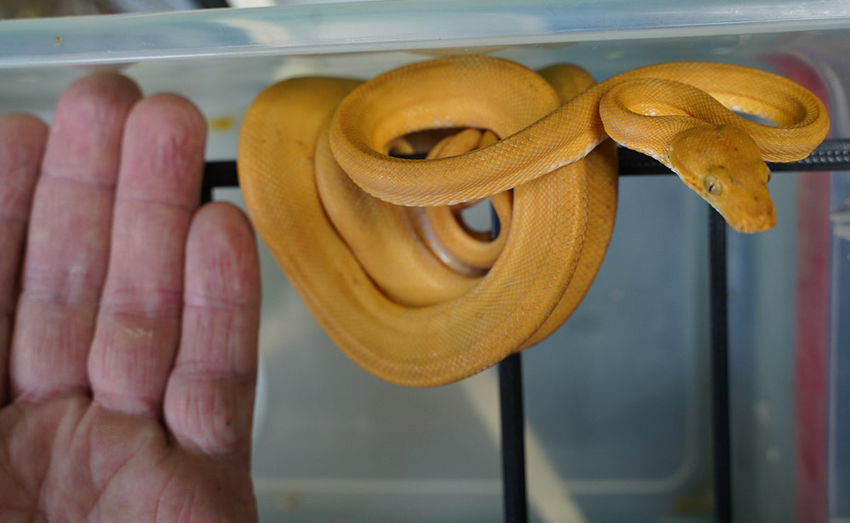 Captive Dropped Male Yellow Patternless Amazon Tree Boa