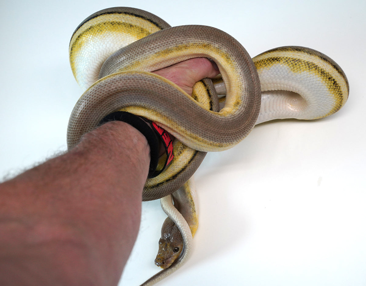 2022 Super Tiger Jaguar Het. Piebald Reticulated Python (Adopt/Pet Only)