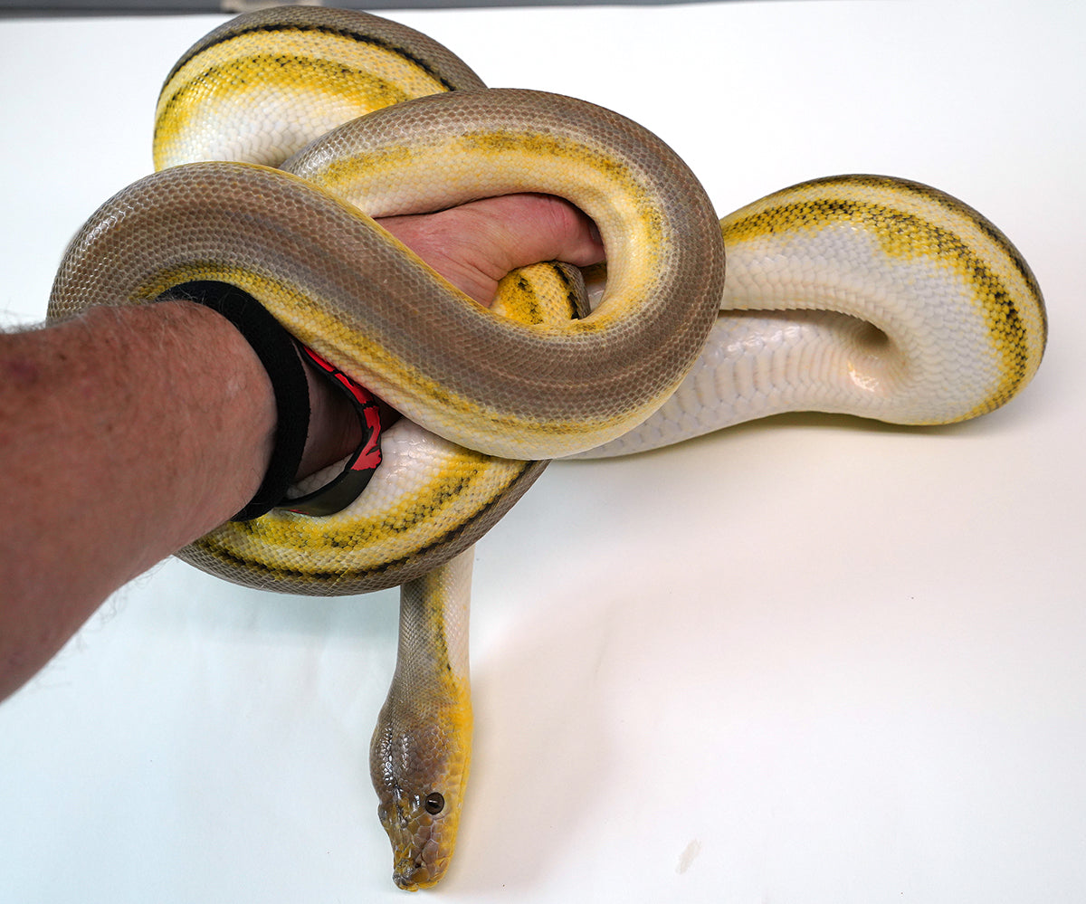 2022 Super Tiger Jaguar Het. Piebald Reticulated Python (Adopt/Pet Only)