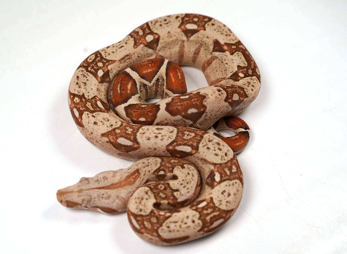 2024 VPI TPos Jungle Het. Anerythristic Boa Constrictor