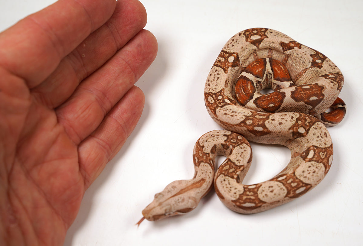 2024 VPI TPos Jungle Het. Anerythristic Boa Constrictor