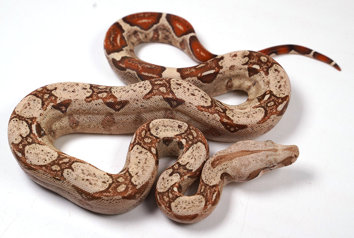 2024 VPI TPos Jungle Het. Anerythristic Boa Constrictor