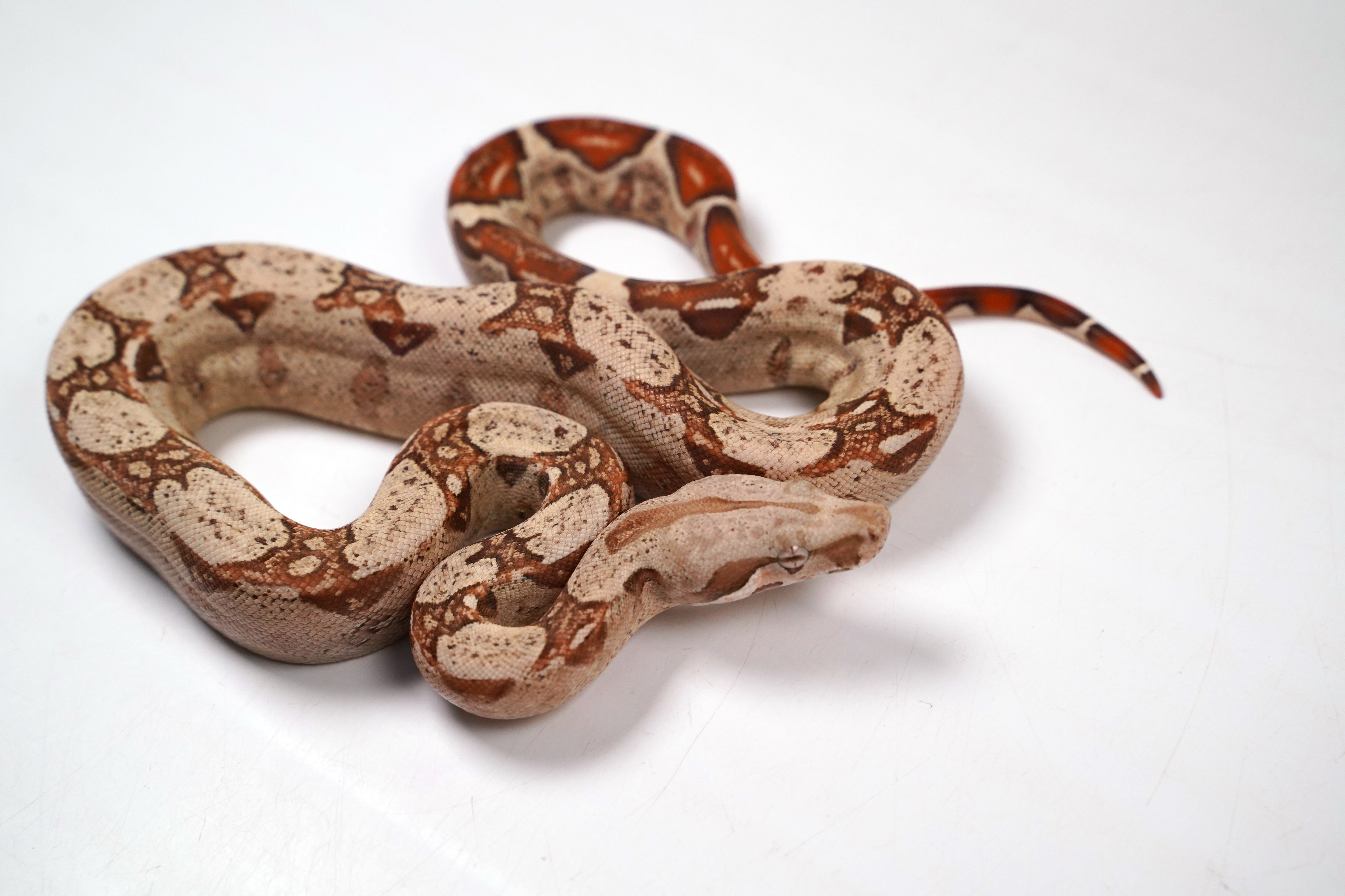 2024 VPI TPos Jungle Het. Anerythristic Boa Constrictor