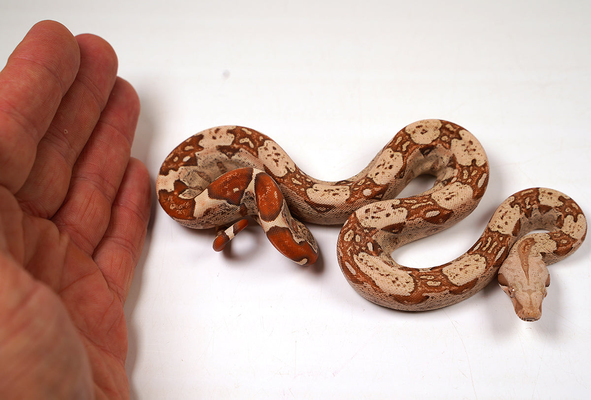 2024 VPI TPos Jungle Het. Anerythristic RC Pastel Boa Constrictor