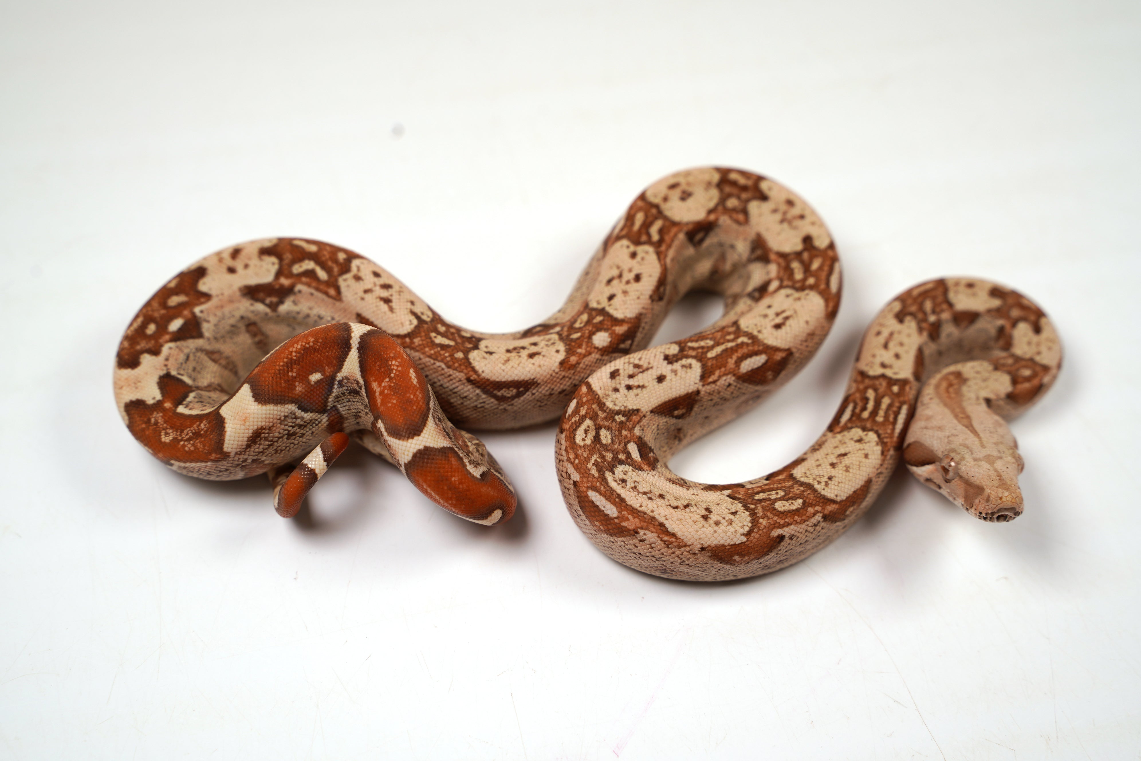 2024 VPI TPos Jungle Het. Anerythristic RC Pastel Boa Constrictor