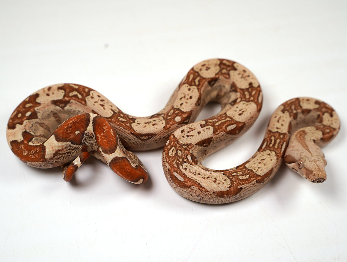 2024 VPI TPos Jungle Het. Anerythristic RC Pastel Boa Constrictor