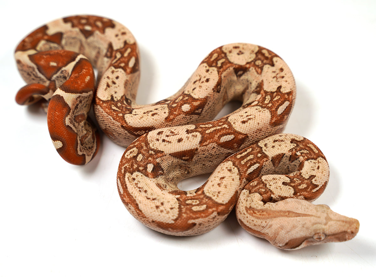 2024 VPI TPos Jungle Het. Anerythristic RC Pastel Boa Constrictor