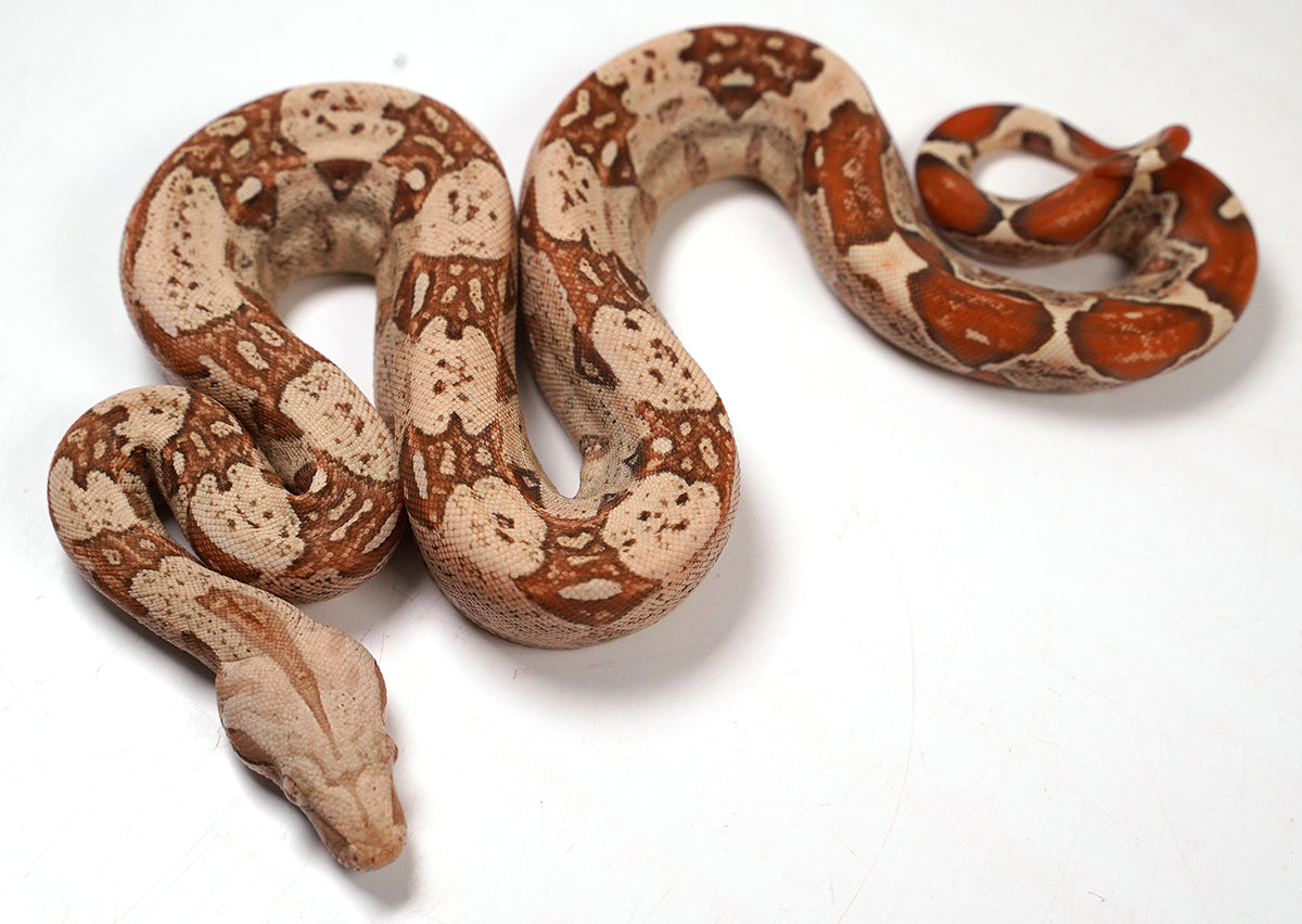 2024 VPI TPos Jungle Het. Anerythristic RC Pastel Boa Constrictor