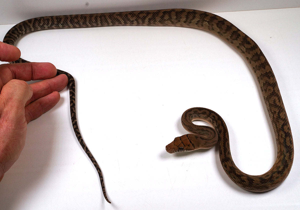 2023 Female Southern Scrub (Merauke) Python - Also Very Friendly!!!!