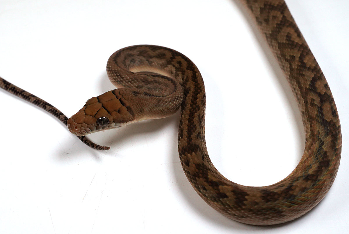 2023 Female Southern Scrub (Merauke) Python - Also Very Friendly!!!!