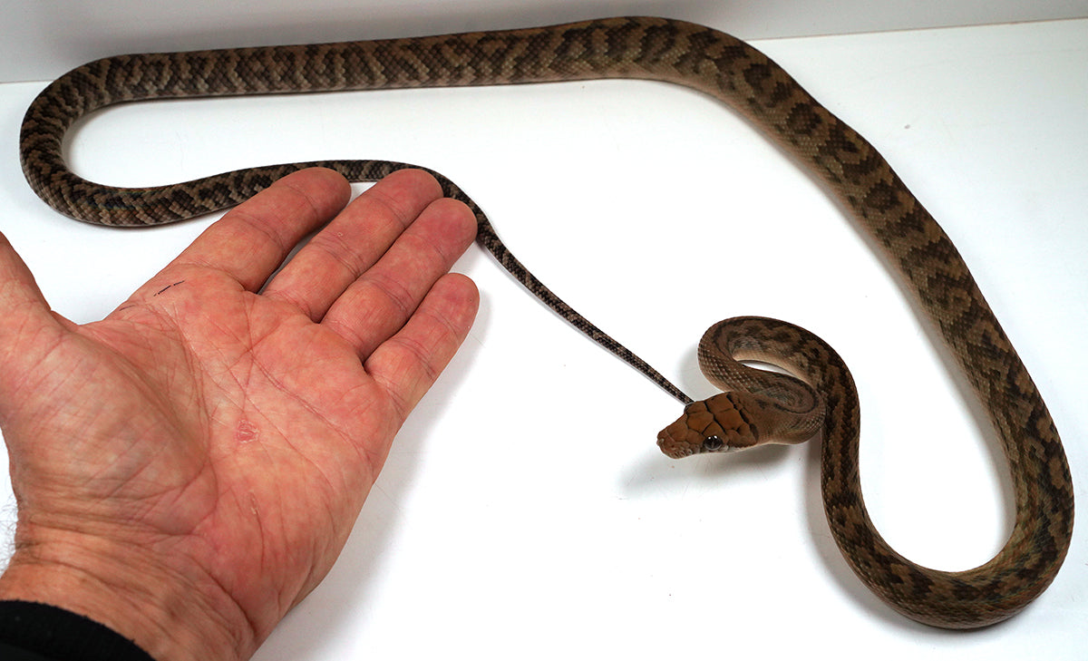 2023 Female Southern Scrub (Merauke) Python - Very Friendly!!!!