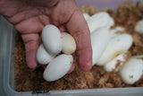 Load image into Gallery viewer, Proven Breeder Female Boiga Dendrophila Mangrove Snake (nose rub)