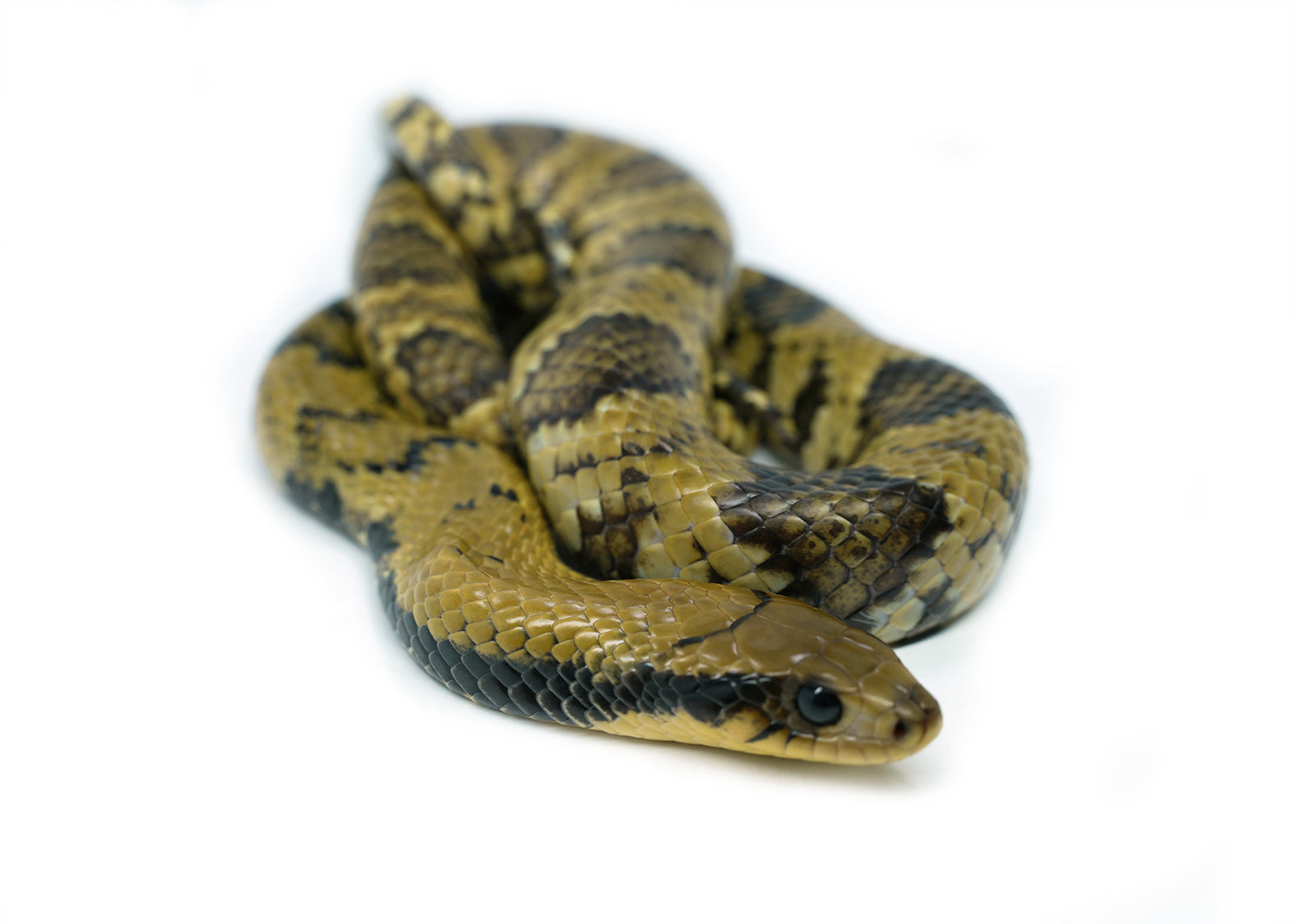 Male Juvenile American Super Hypo False Water Cobra