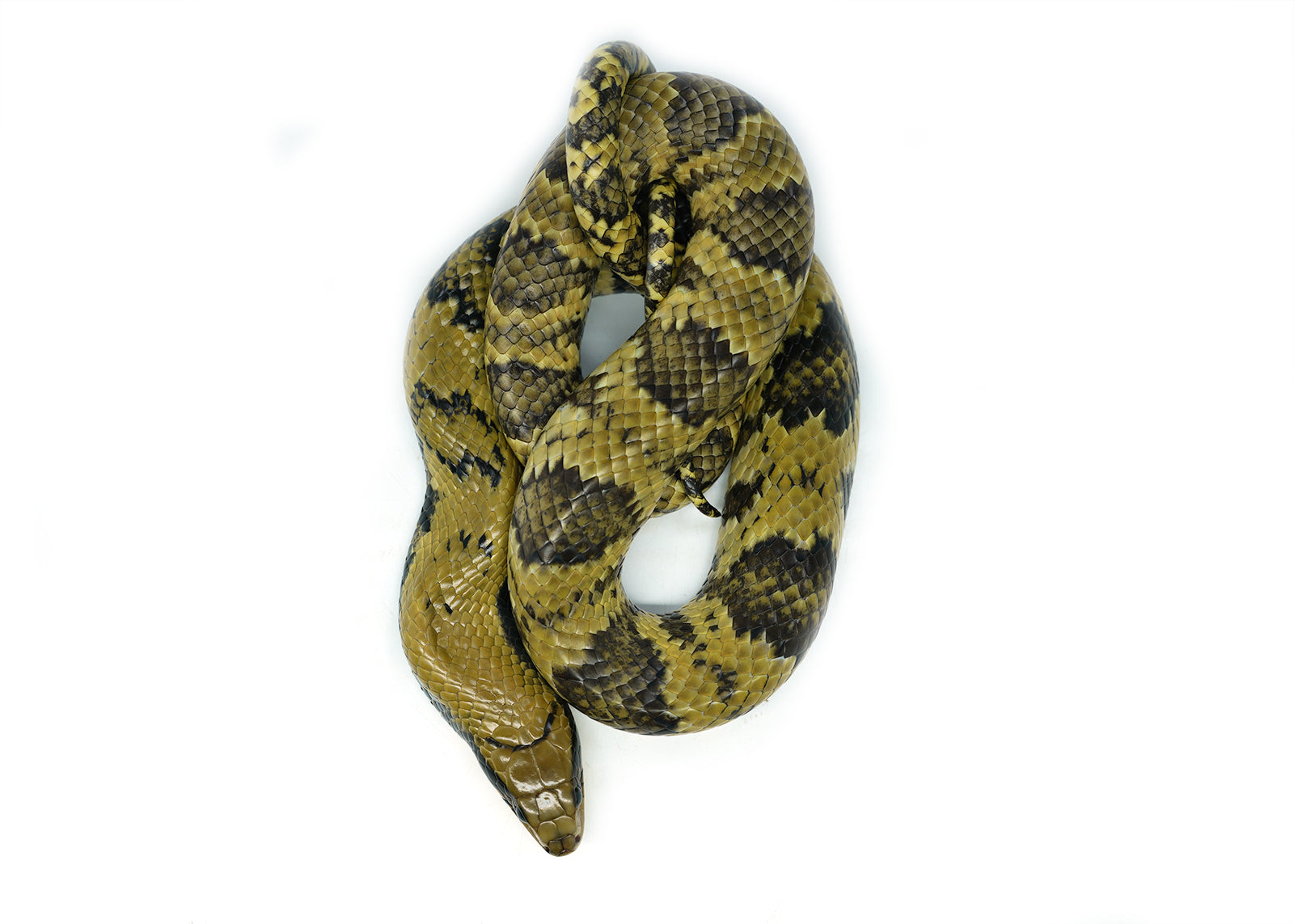 Male Juvenile American Super Hypo False Water Cobra