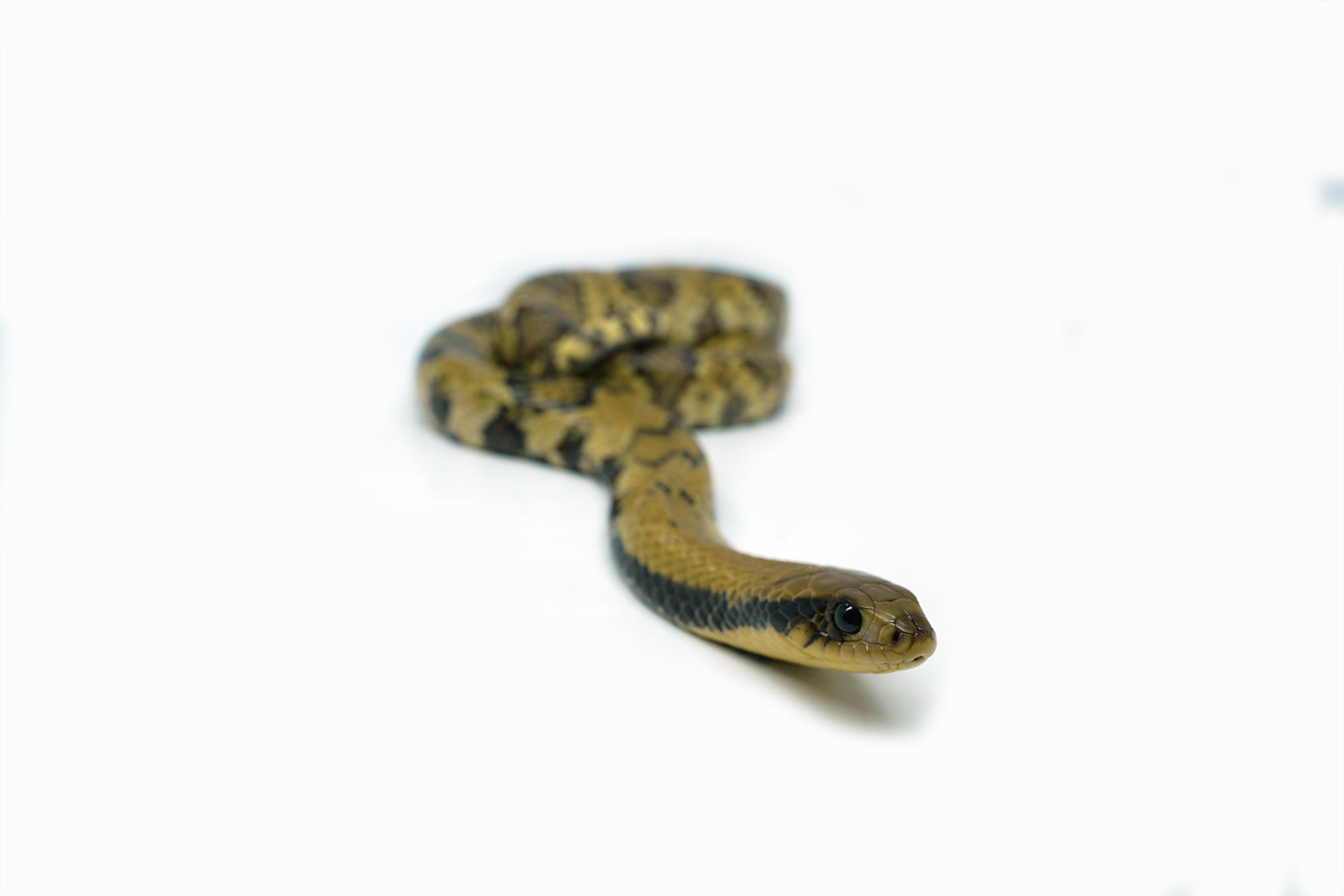 Male Juvenile American Super Hypo False Water Cobra