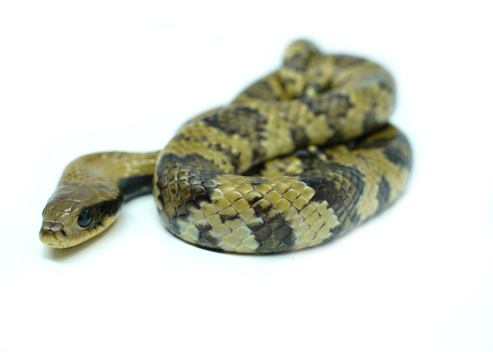 Male Juvenile American Super Hypo False Water Cobra