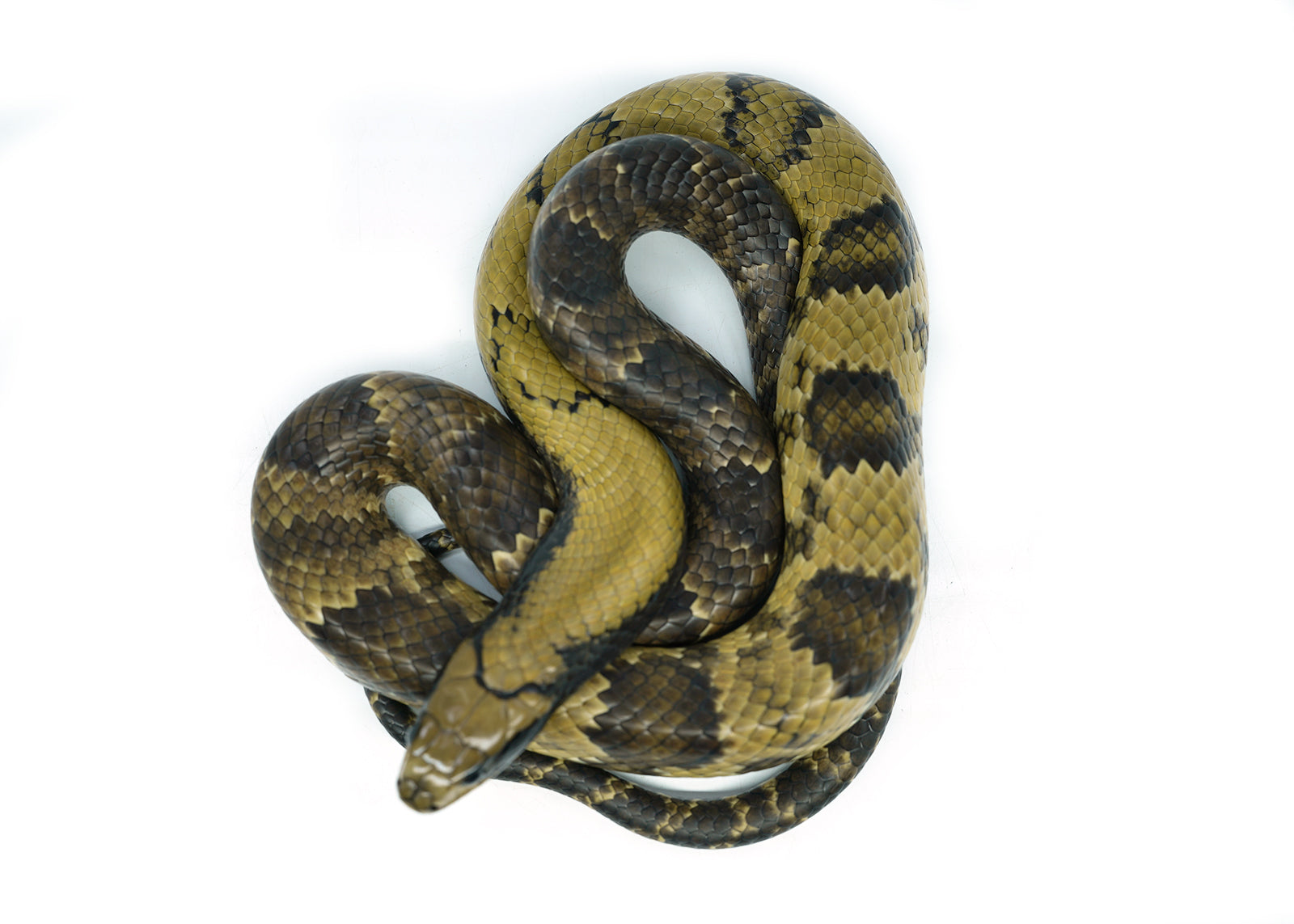 Male Juvenile False American Super Hypo Water Cobra