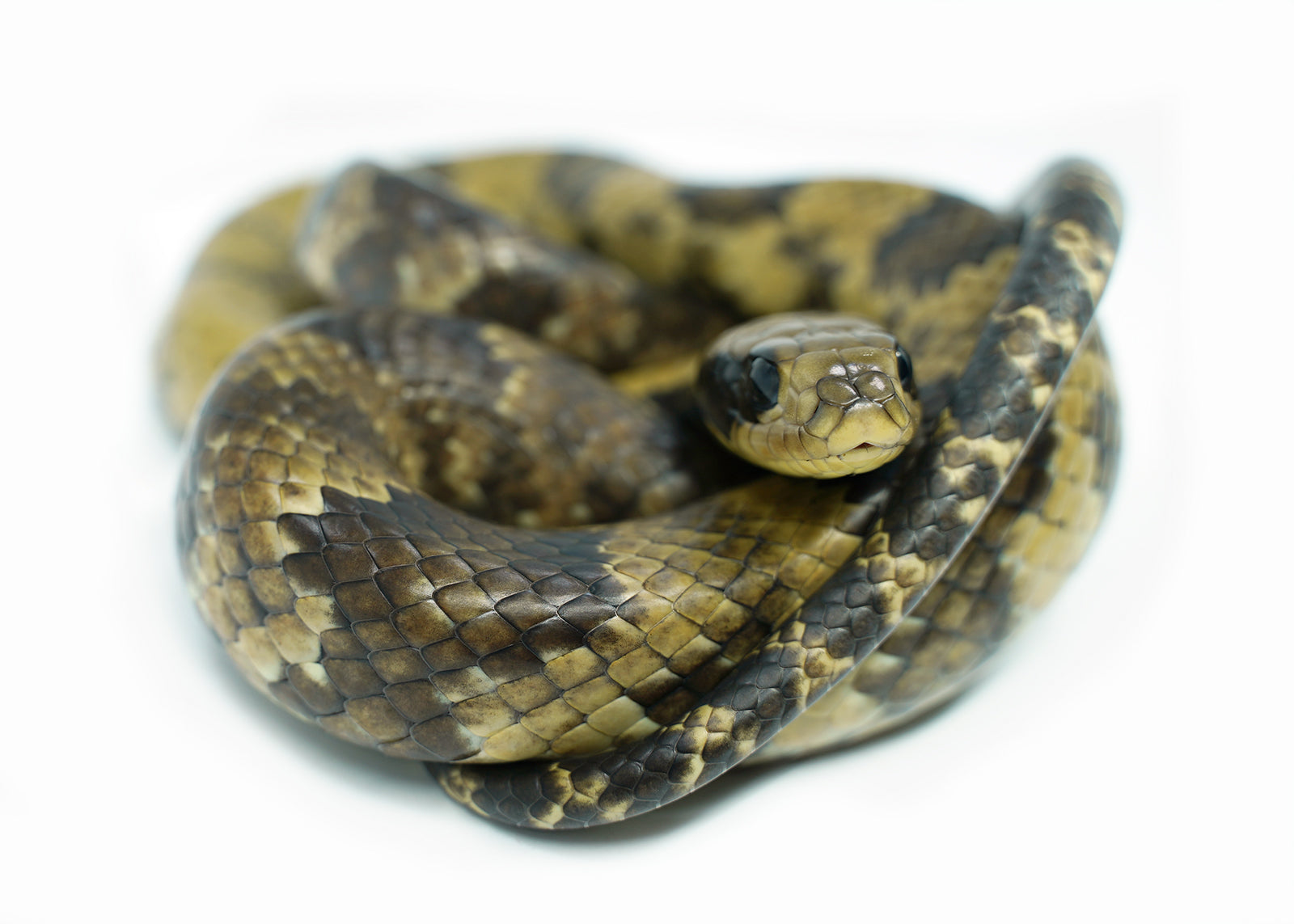 Male Juvenile False American Super Hypo Water Cobra