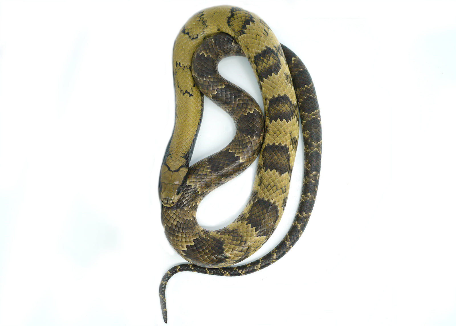 Male Juvenile False American Super Hypo Water Cobra