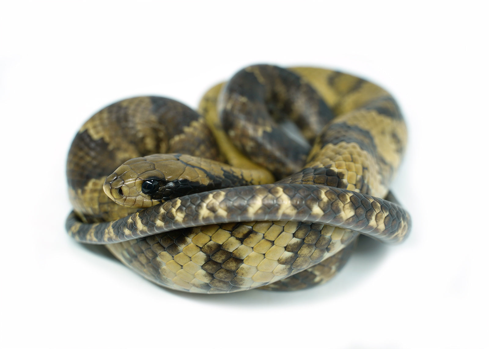Male Juvenile False American Super Hypo Water Cobra