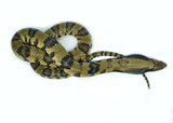 Load image into Gallery viewer, Female Juvenile Super Hypo False Water Cobra