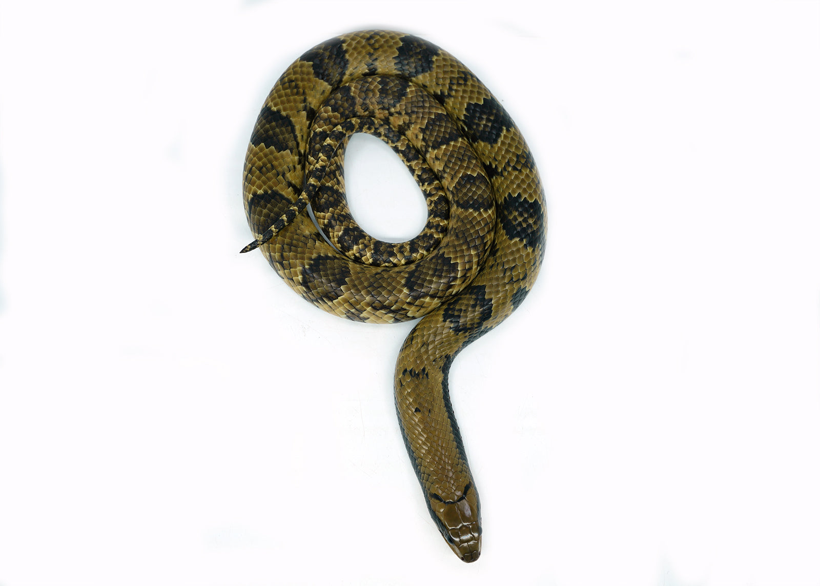 Male Juvenile Super Hypo False Water Cobra