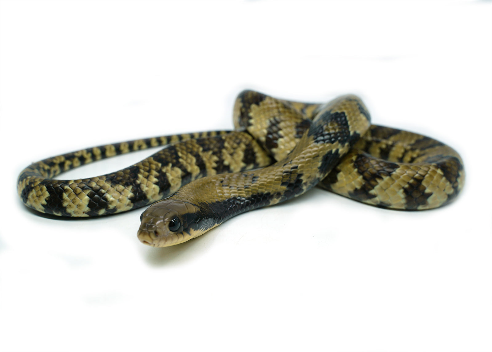 Female Juvenile Super Hypo False Water Cobra