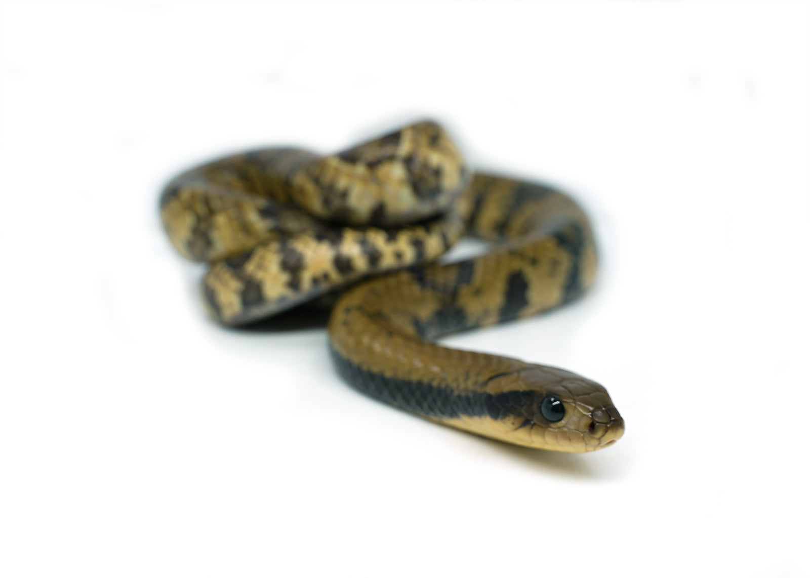 Male Juvenile Super Hypo False Water Cobra