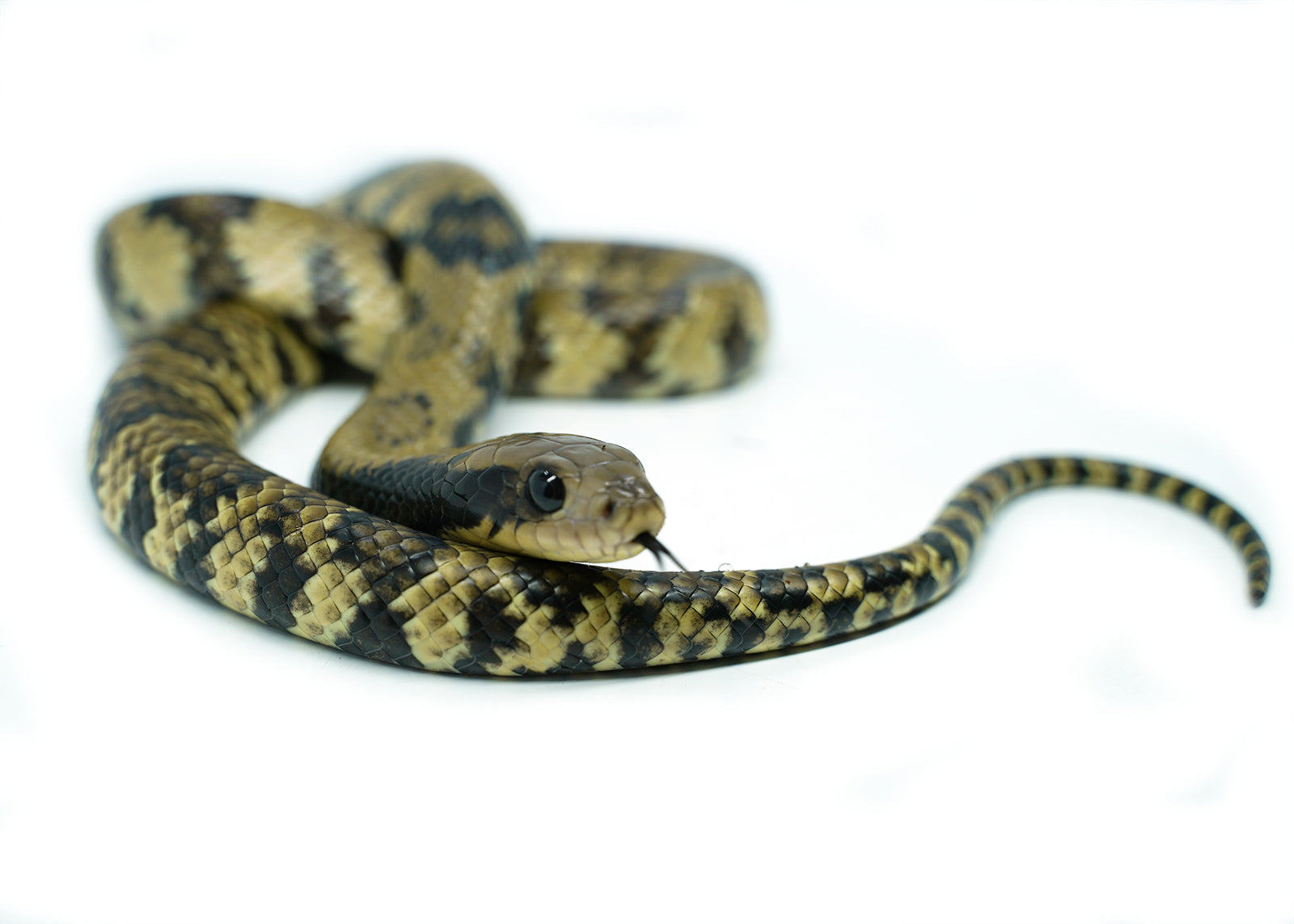 Female Juvenile Super Hypo False Water Cobra