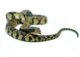 Load image into Gallery viewer, Female Juvenile Super Hypo False Water Cobra