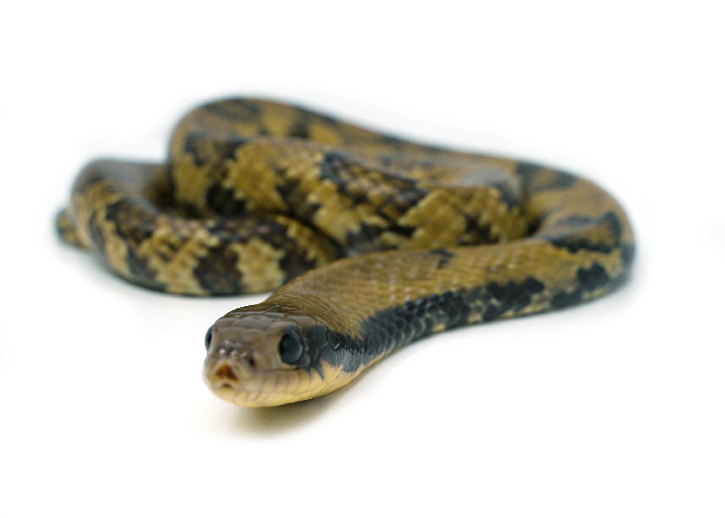 Female Juvenile Super Water False Water Cobra