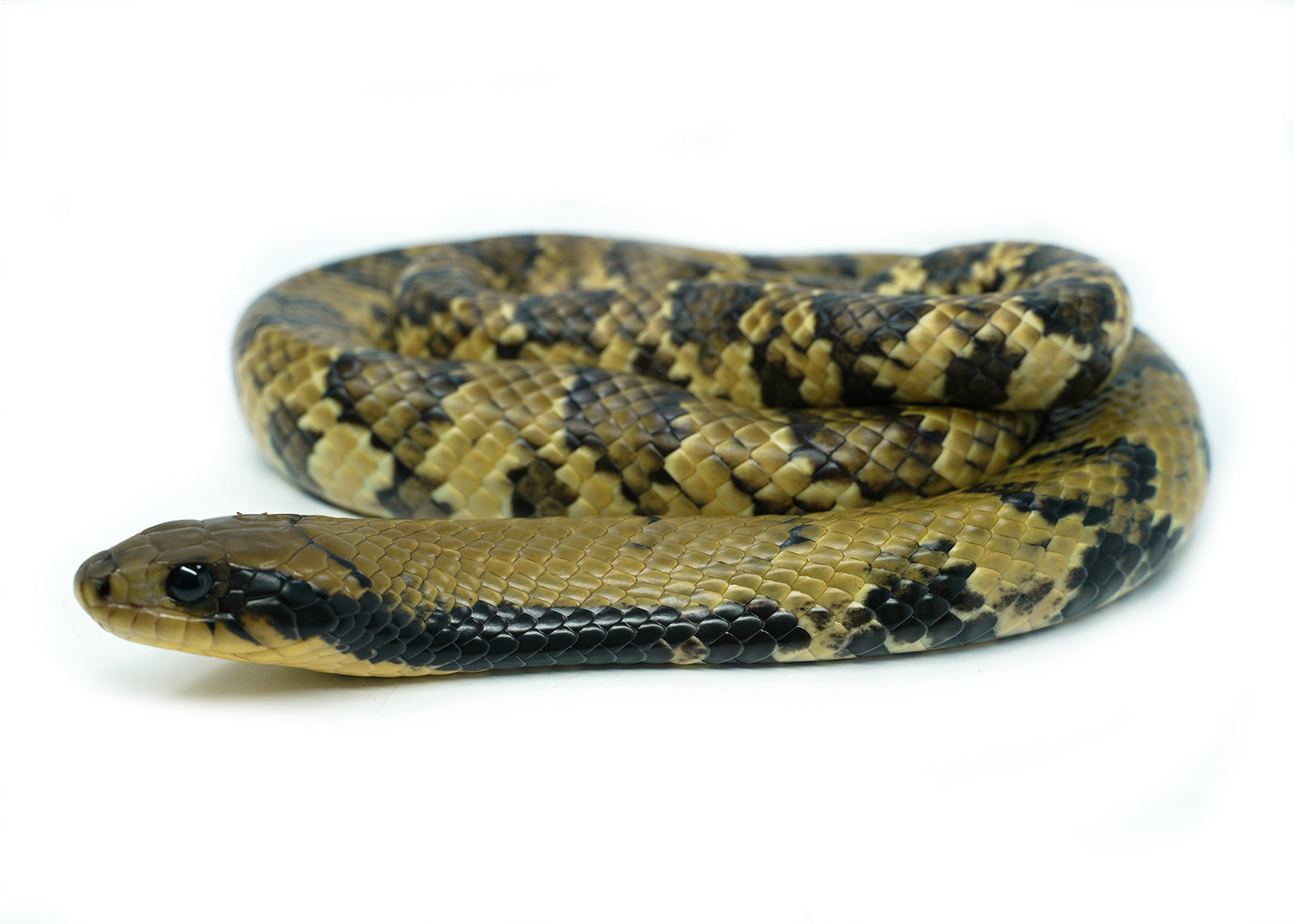 Female Juvenile Super Hypo False Water Cobra