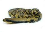 Load image into Gallery viewer, Female Juvenile Super Hypo False Water Cobra