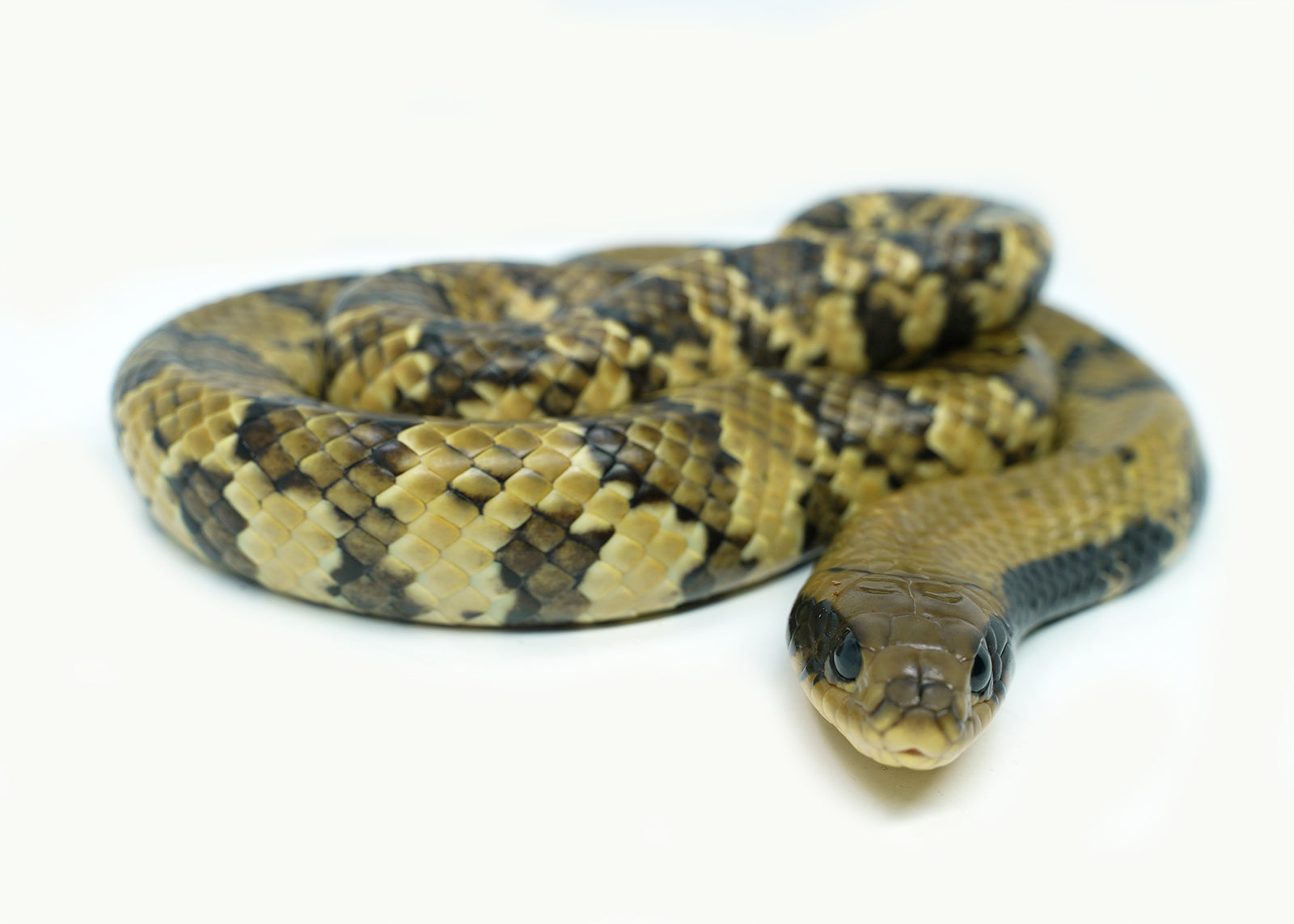 Female Juvenile Super Hypo False Water Cobra