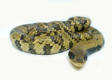 Load image into Gallery viewer, Female Juvenile Super Hypo False Water Cobra
