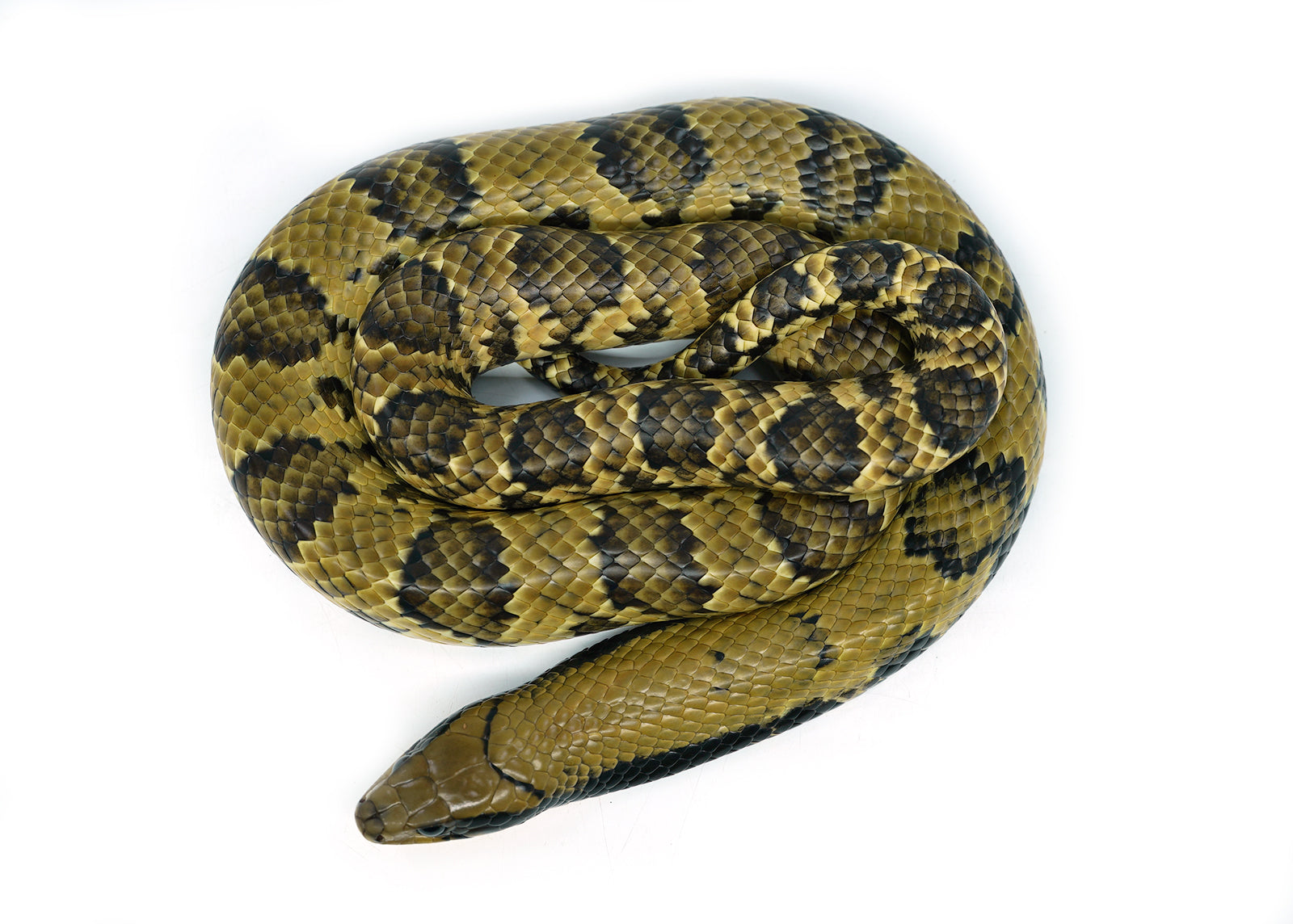 Female Juvenile Super Hypo False Water Cobra